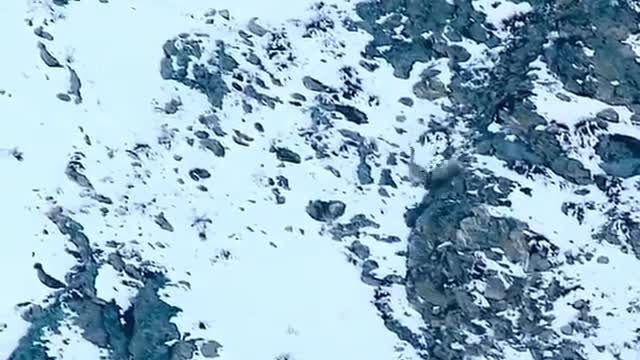 The moments when the snow leopard falls from tens of meters with its prey