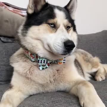 Do u like my bow tie ?