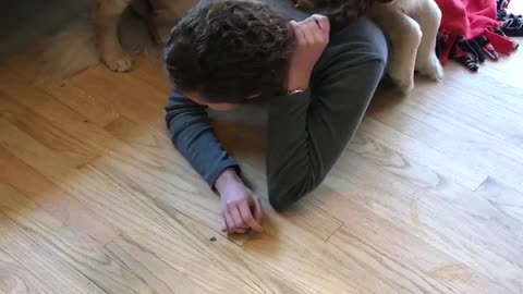 Dogs Mistake Owner's Braid for Rope Toy