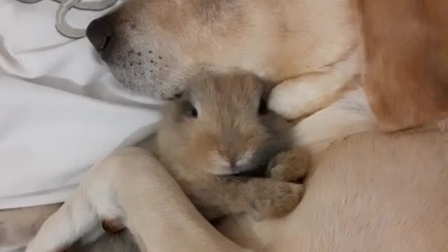 Cuteness overload. Baby rabbit and Labrador having curdle.