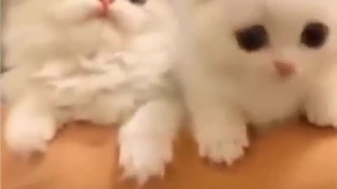 #3 TRY NOT TO LAUGH- Funniest😂Animals Moments🐶🐱||Cute Animals❤️|| Awesome || Best of 2021