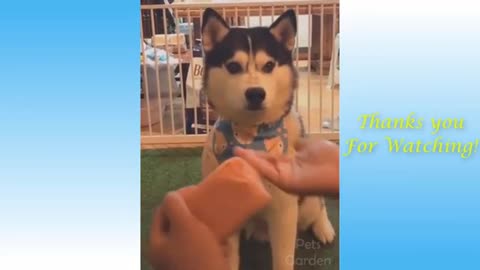 Funny Animals Compilation -16 Pets Garden