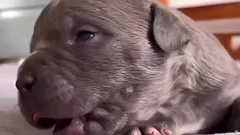 Beautiful dogs trending video