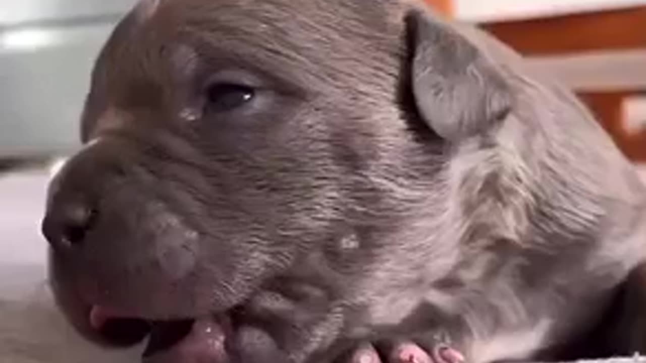 Beautiful dogs trending video