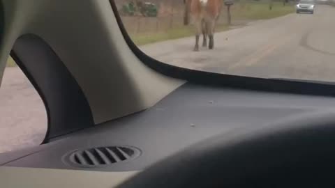 Horses Escape Their Pen