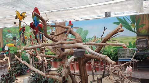 A noisy parrot