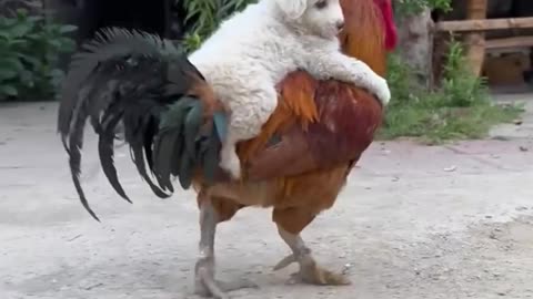 Dog and funny puppy animals video 🤣