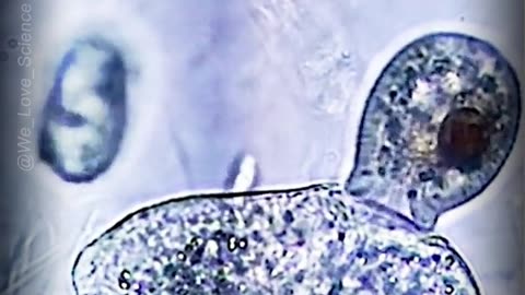 "Histophagy: The Intricate Art of Cellular Feasting" #Histophagy