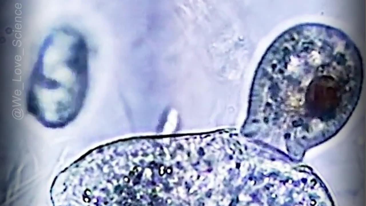 "Histophagy: The Intricate Art of Cellular Feasting" #Histophagy