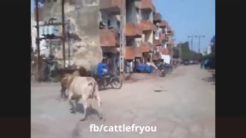 Cow and ox attack peoples very generously