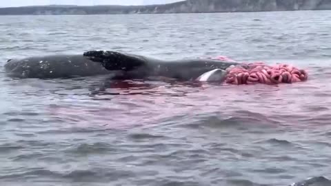 Whale in Sea