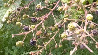 Blackberries