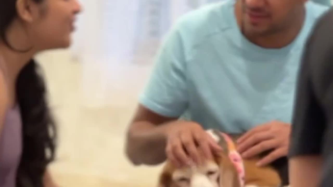 Dog Training 💪 | How To DOG 🐕 Training video 📹