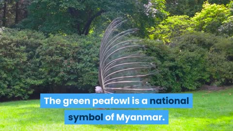 Peafowl facts