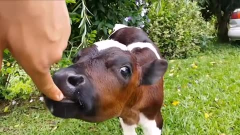 The sweet calf loves to draw attention