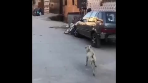Funny videos 😂🤣🤣🤣