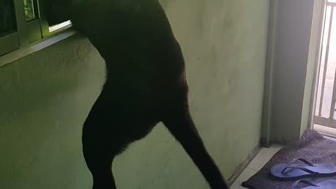 im just kidding my naughty doggo