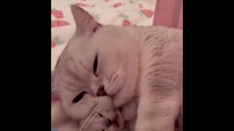 Adorable Cats: Cutest Moments