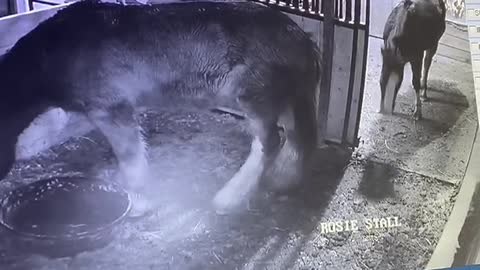 When you’re tired of your 2000 pound sister hogging the food