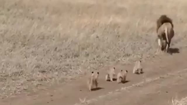 Lion dad tries to ditch his kids video