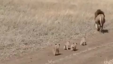 Lion dad tries to ditch his kids video