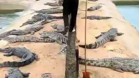 CROCODILE FARM