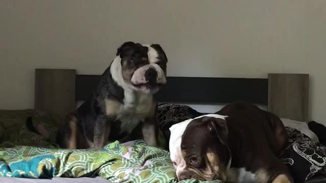 Bulldogs being silly!