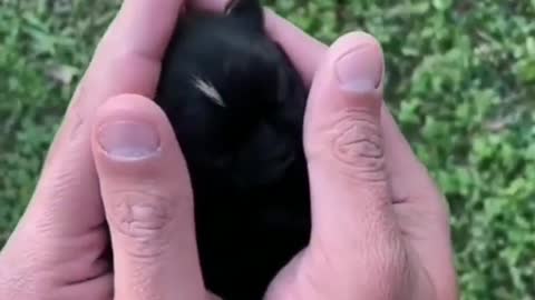 Cute dog / Baby Dog