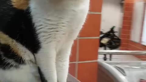 A Cat in train station