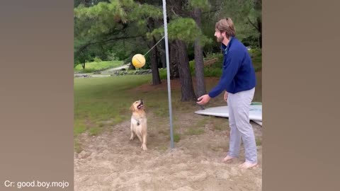 funny dogs videos