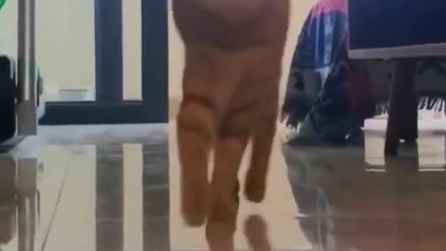 Cute Cats Caught on Camera..