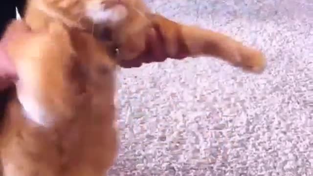 Funny and Cute Cat Videos #264