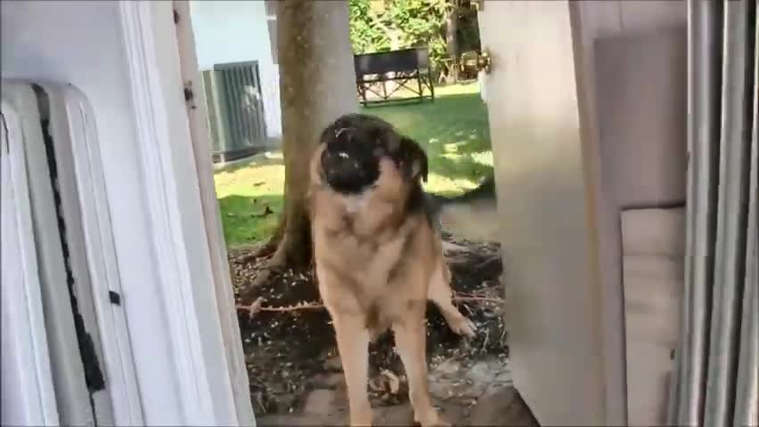 How To Make Dog Become More Fully Aggressive With Few Simple Tips