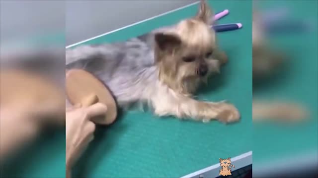 Baby Docs Video Cute Pets and Funny Animals 2021 Compilation of cute and smart dogs