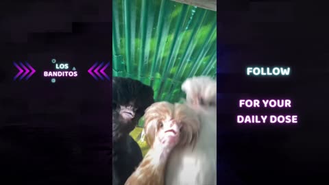 Chickens Gone Wild! 💃