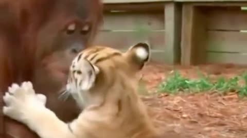 Monkey replace mother to take care of tiger cub