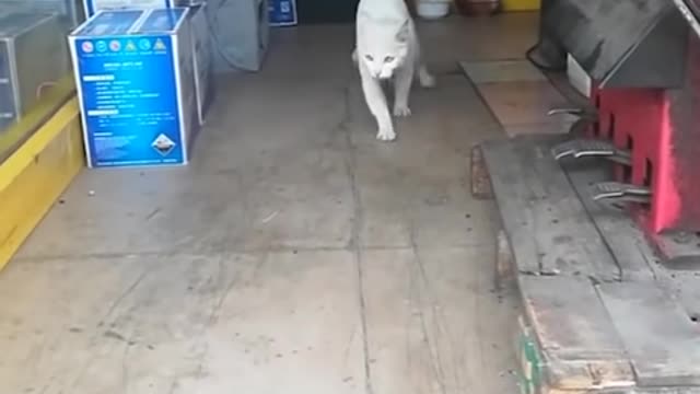 Funniest Cats and Dogs 🐱🐶 Part 21