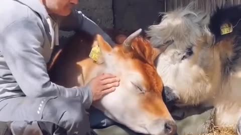 Farmer's Love