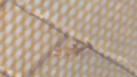Baby Lizard at my Balcony!