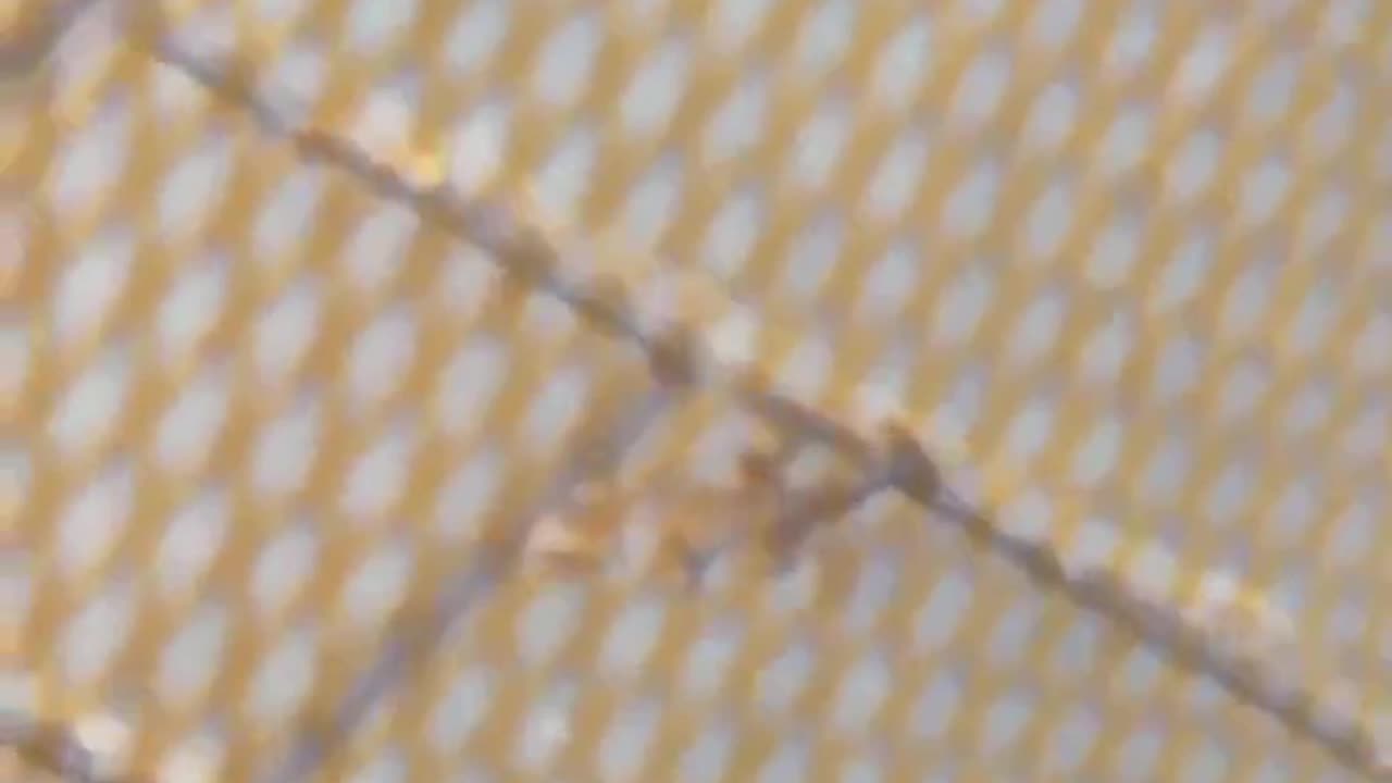 Baby Lizard at my Balcony!