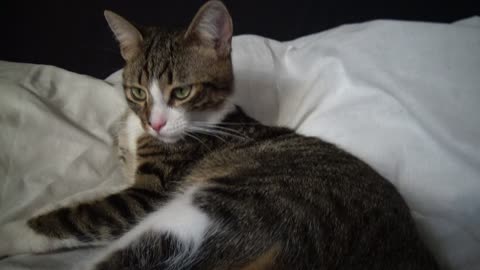 Grooming Is a Habitual Activity for a Little Cat