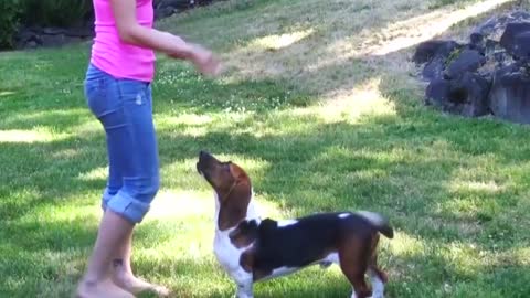 Dog Basics Traning