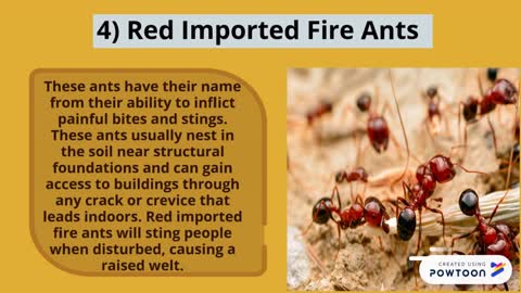 Different species of ants