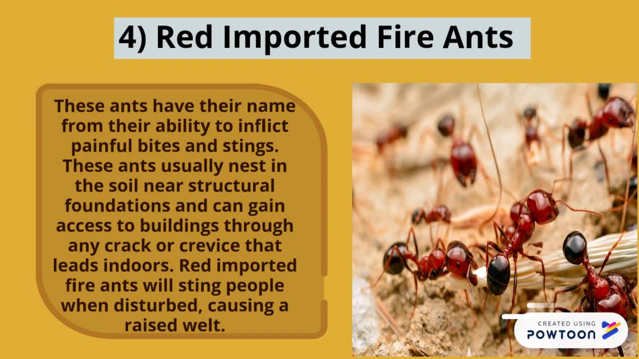 Different species of ants