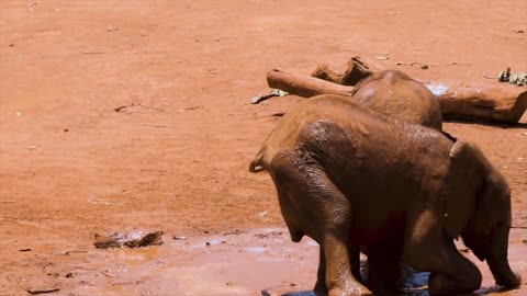 Two baby elephants shower in the mud