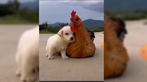 Chicken Mom and Puppy Son so beautiful