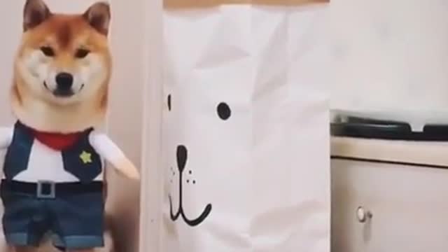 Cute And Funny Dog Videos Compilations 2021