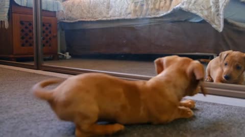 DOG VS MIRROR !! Dogs REACTION in Front of MIRROR