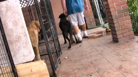 Online dogtrainig step bystep bystep easy and fast