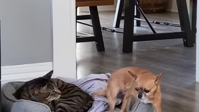 funny|prank|jokes|funny jokes|dad jokes|funny memes|funny video|fun|laughing|funny animal|knock